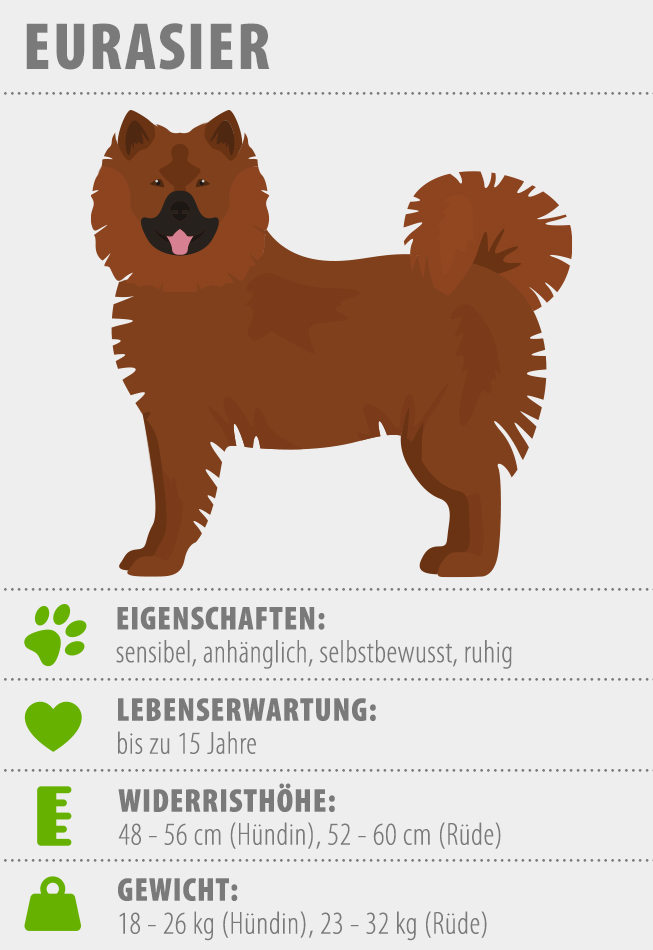 Eurasier (Hund): Charakter, Züchter |