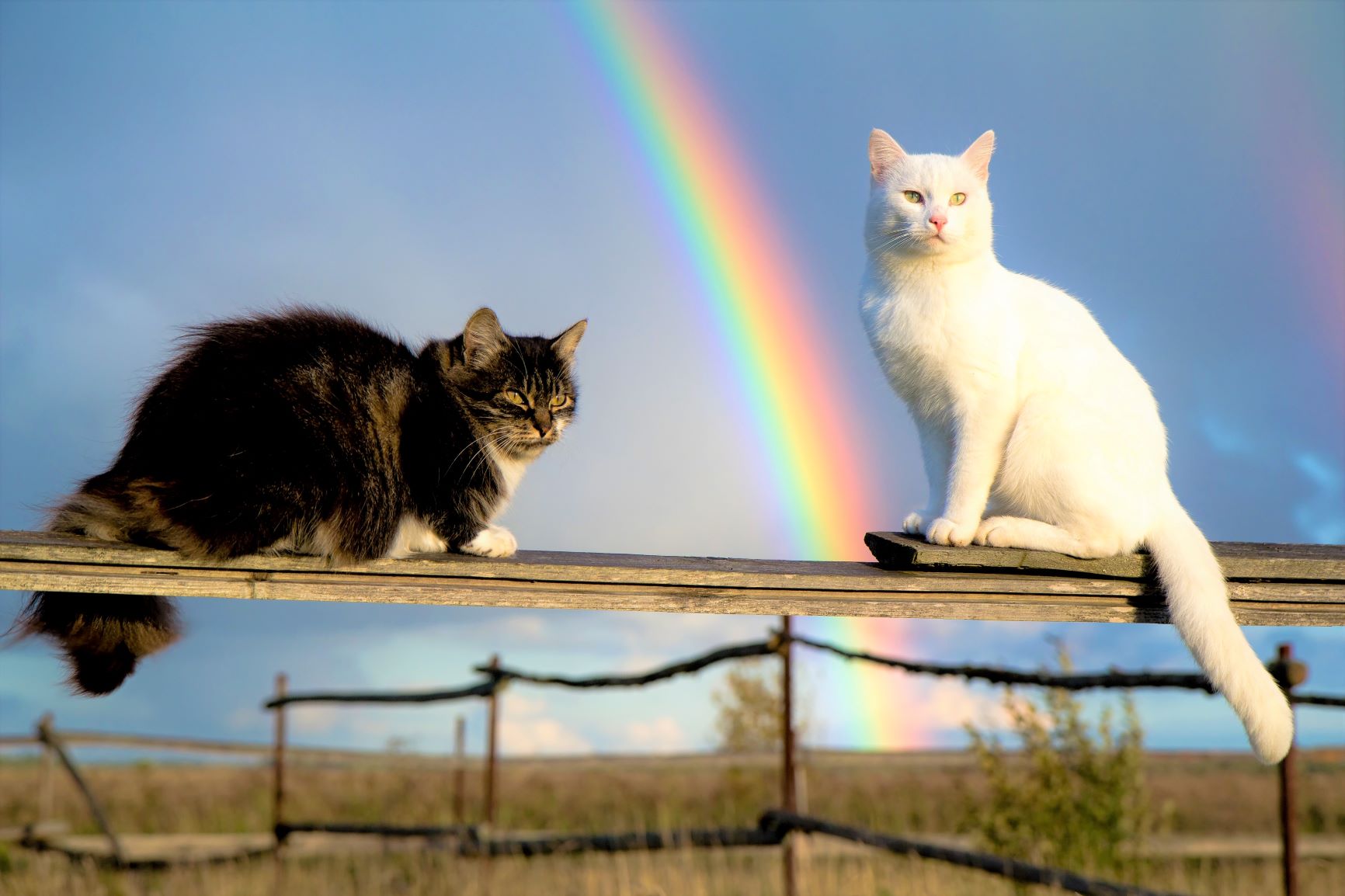 Zwei Katzen auf Zaun vor Regenbogen
