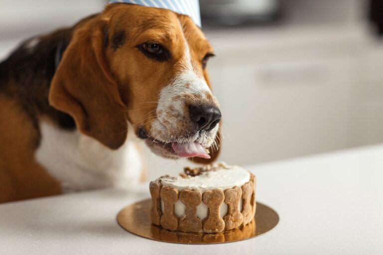 hund mit partyhund frisst selbstgemachten hundekuchen