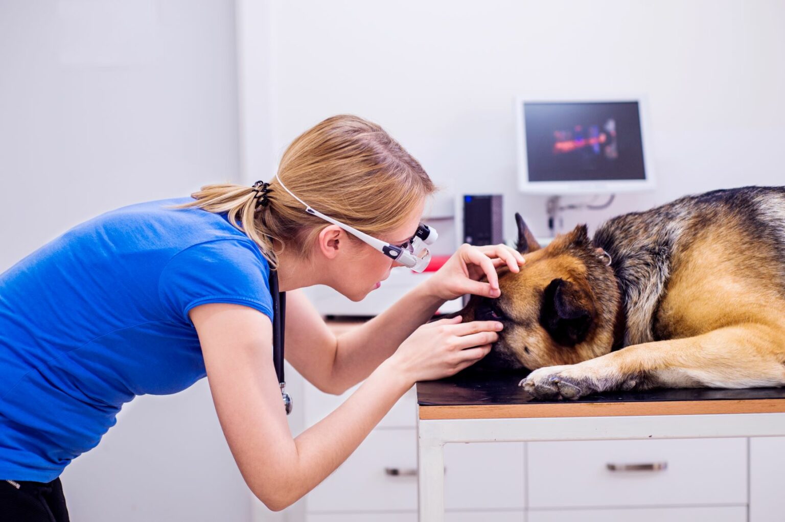 Blinder Hund Was muss ich beachten? zooplus Magazin