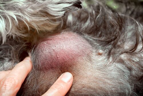 Lipom beim Hund Gefährlichkeit, Symptome &amp; Therapie zooplus