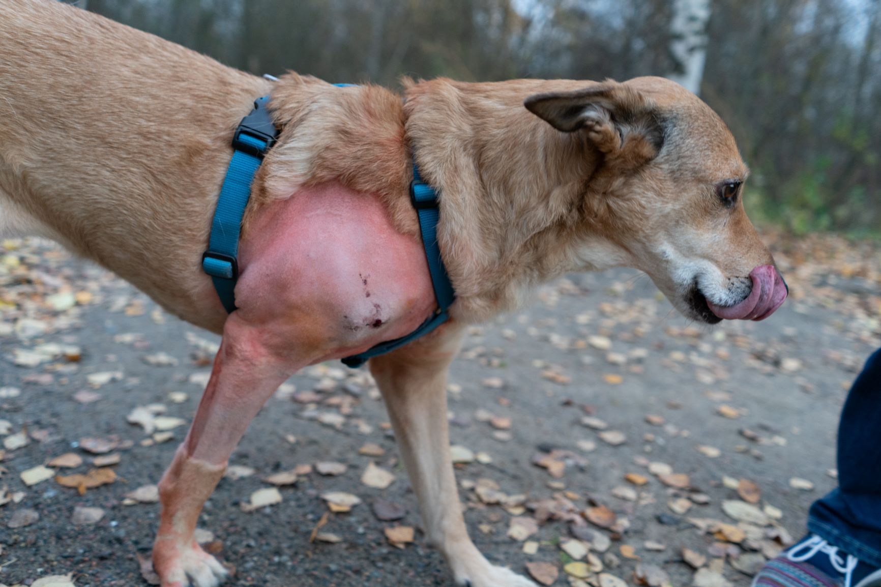 Lipom beim Hund Gefährlichkeit, Symptome &amp; Therapie zooplus