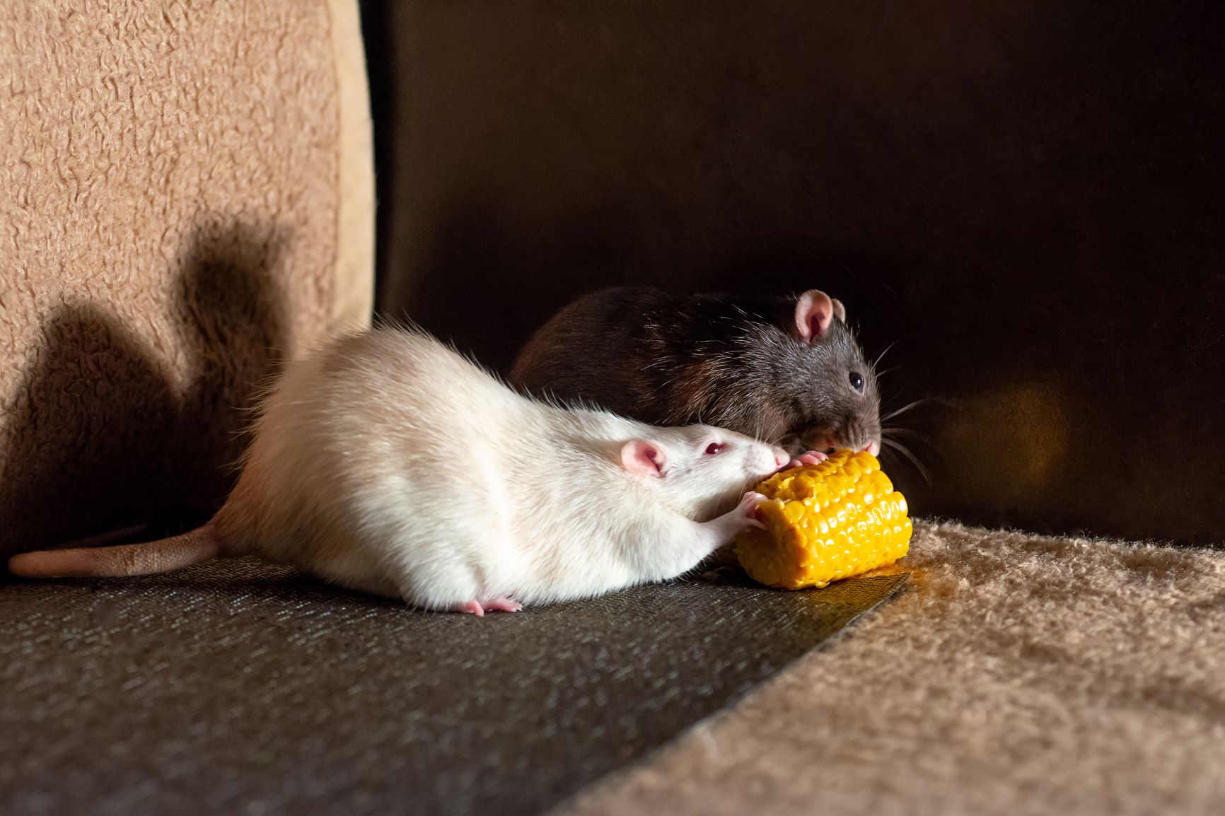 Ratten fressen Mais