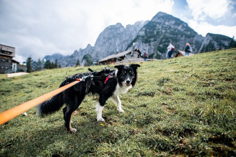 Wandern mit Hund in den Bergen