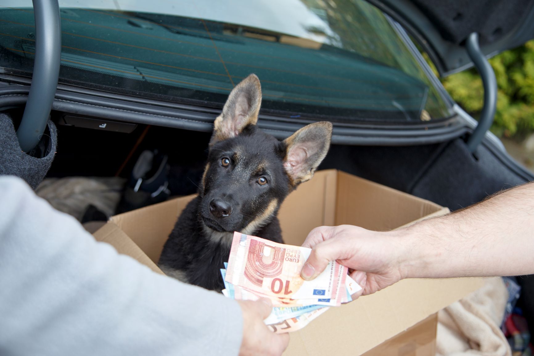 Illegaler Welpenhandel Wenn Hunde zur Ware werden zooplus