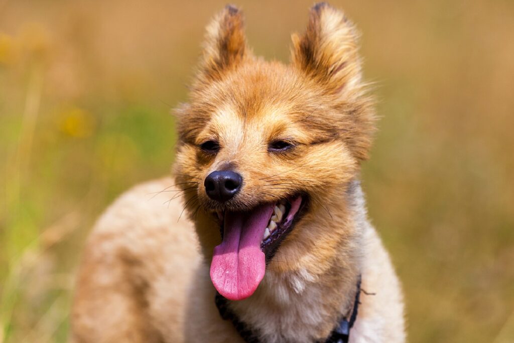 Körpersprache Hund Stress