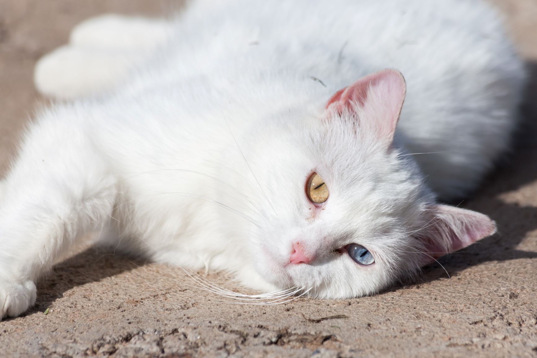 Weiße Katze Sonnenbrand