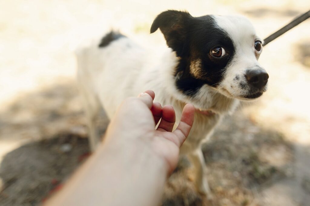 Körpersprache Hund Angst