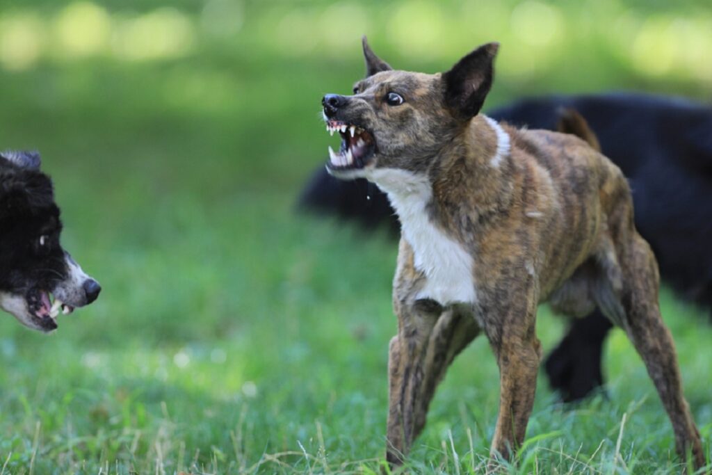 Körpersprache Hund aggressiv