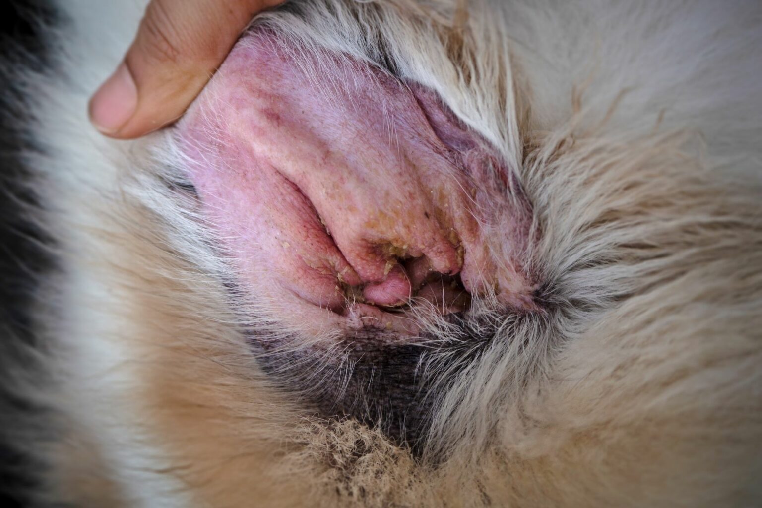 Ohrenentzündung beim Hund (Otitis externa) zooplus