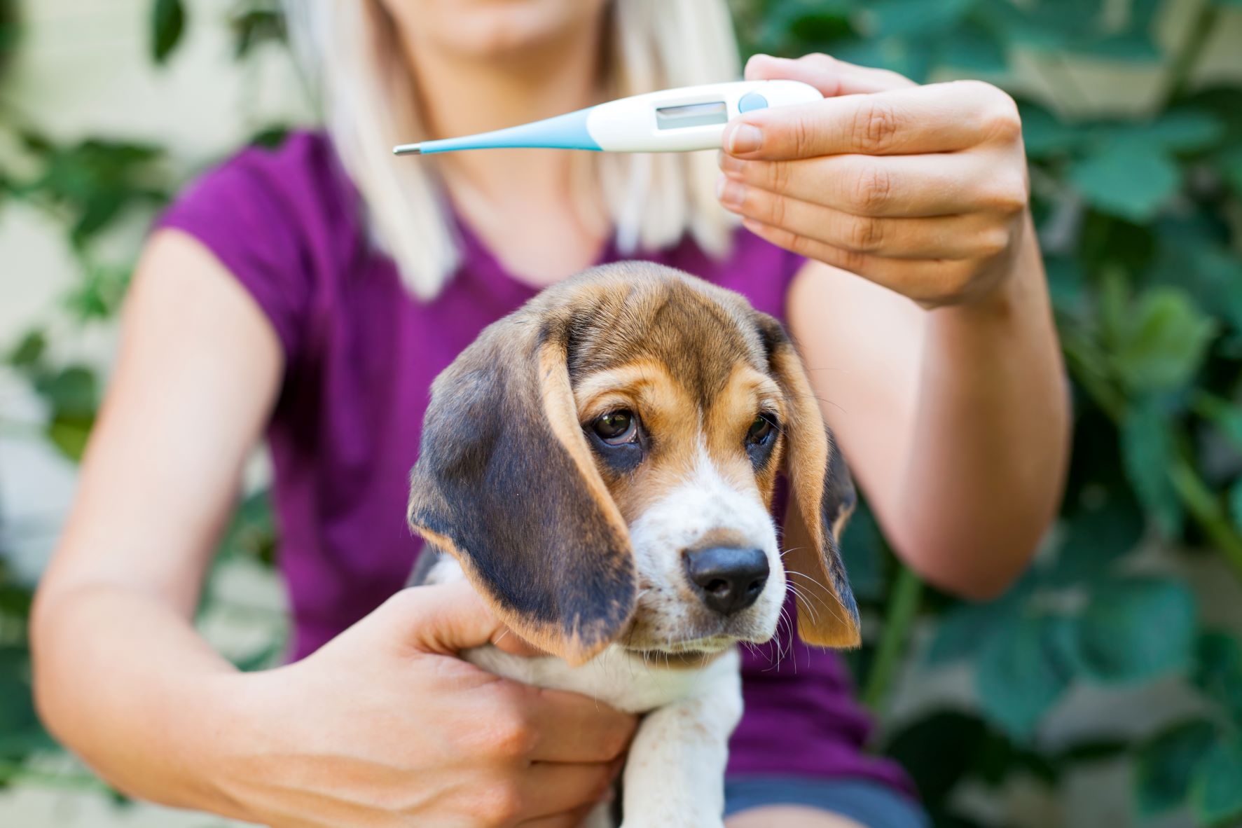 Toxoplasmose beim Hund Symptome, Ursachen &amp; Behandlung zooplus