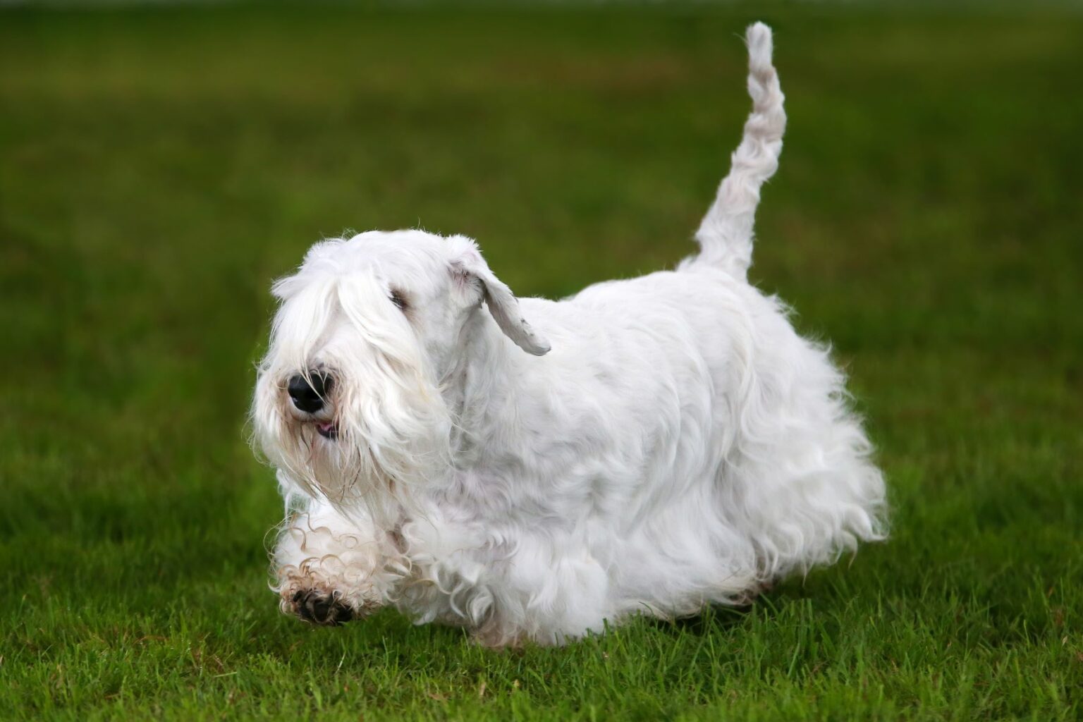 Sealyham Terrier: Aussehen, Charakter & Haltung | Zooplus