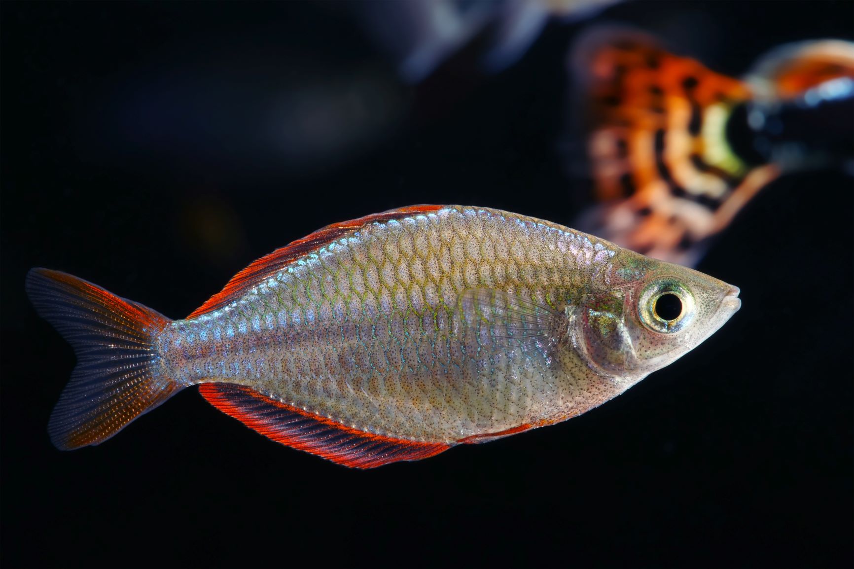 diamant regenbogenfisch im aquarium