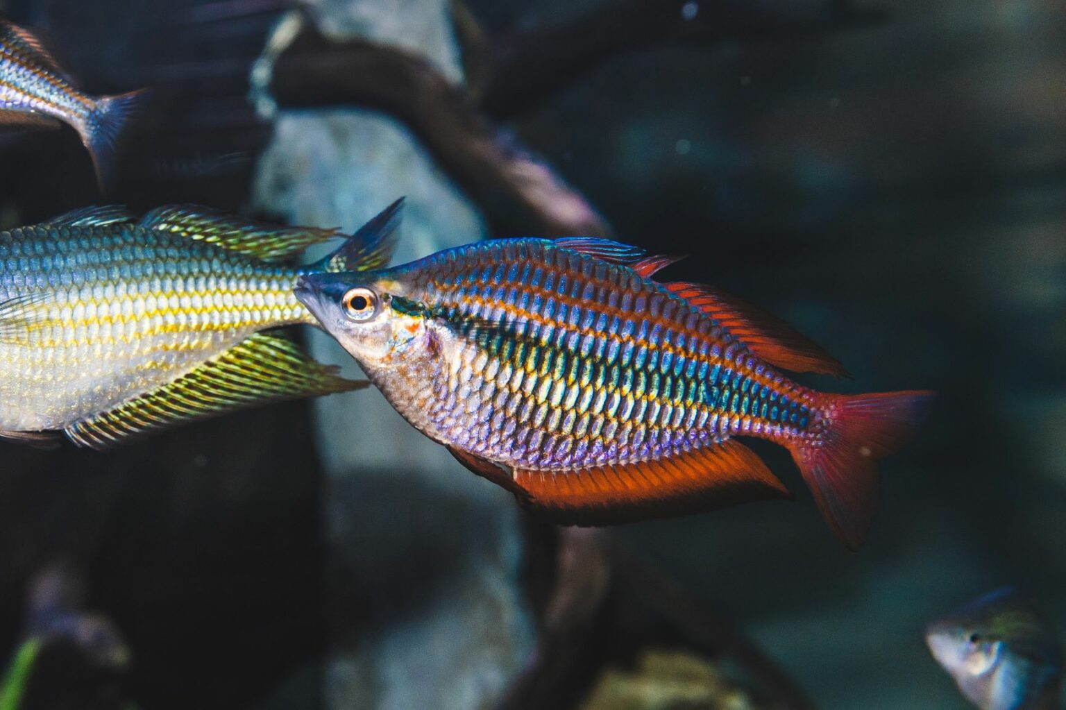 regenbogenfische im gesellschaftsbecken