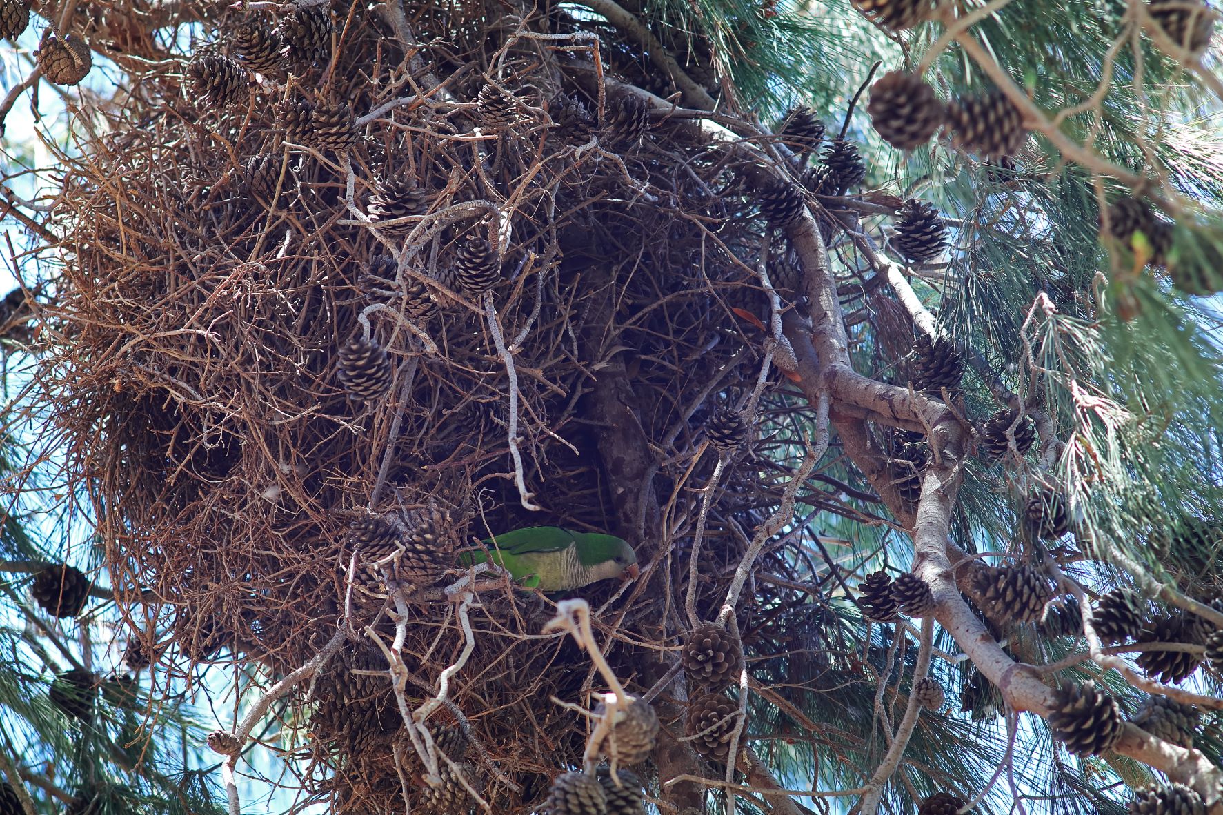 Mönchssittich Nest