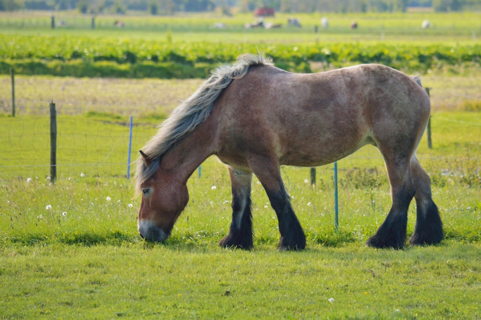 Brabanter (Belgisches Kaltblut) Im Rasseporträt - Pferd