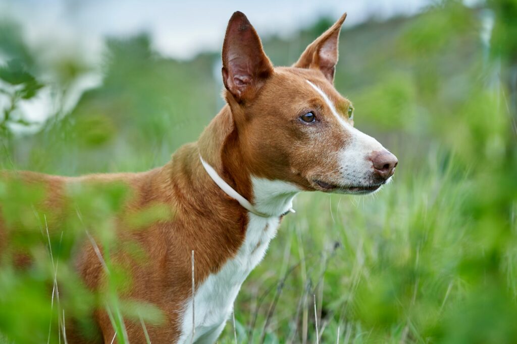 Podenco Andaluz Aussehen, Charakter &amp; Haltung zooplus Magazin