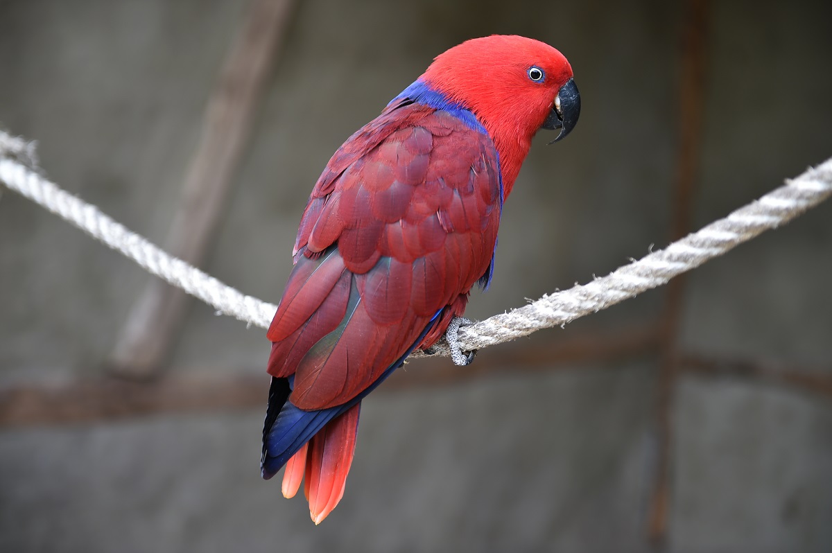 Edelpapageien (Eclectus roratus)