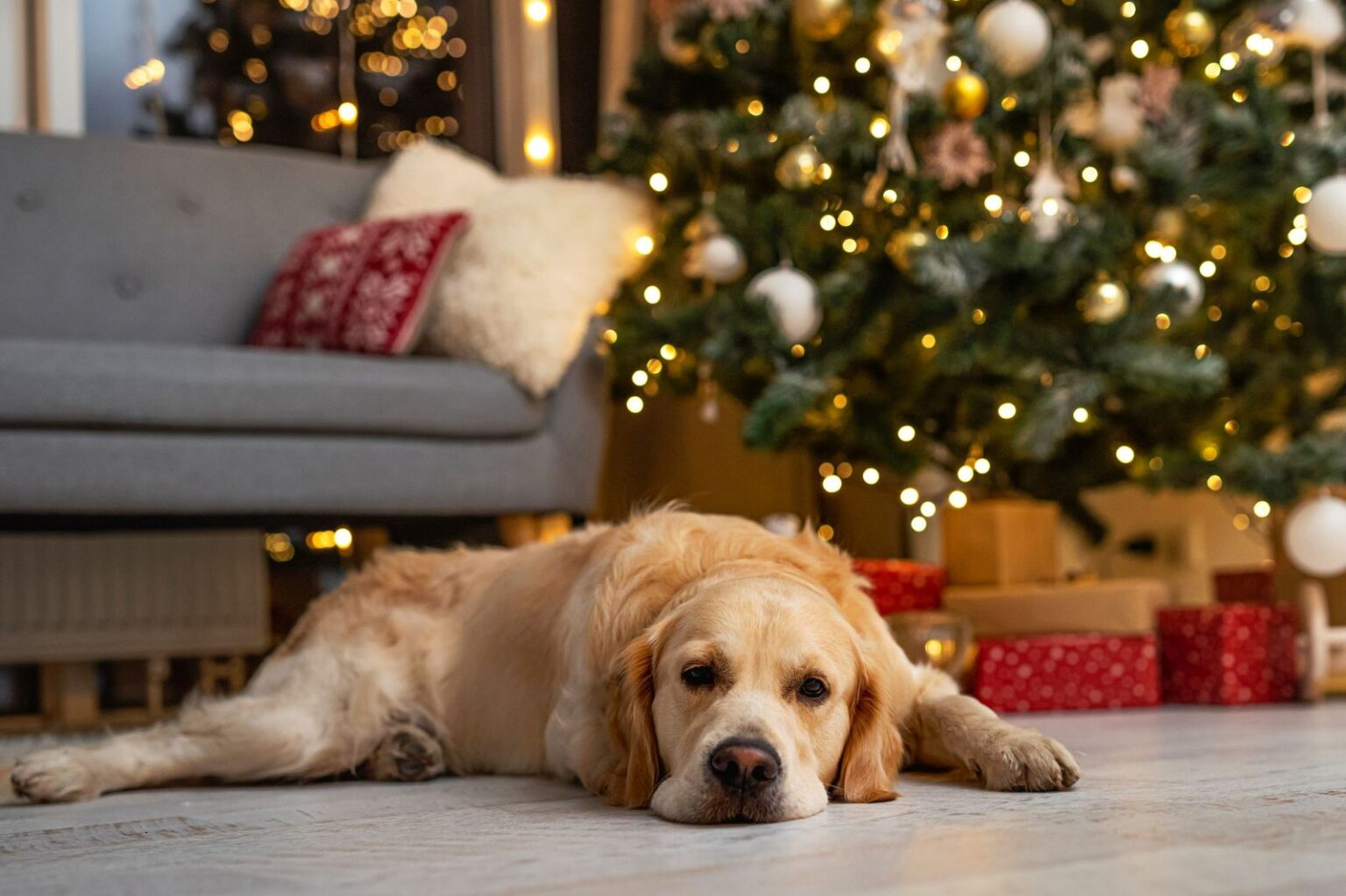 Weihnachten mit Hund: Tipps für sichere und frohe Festtage