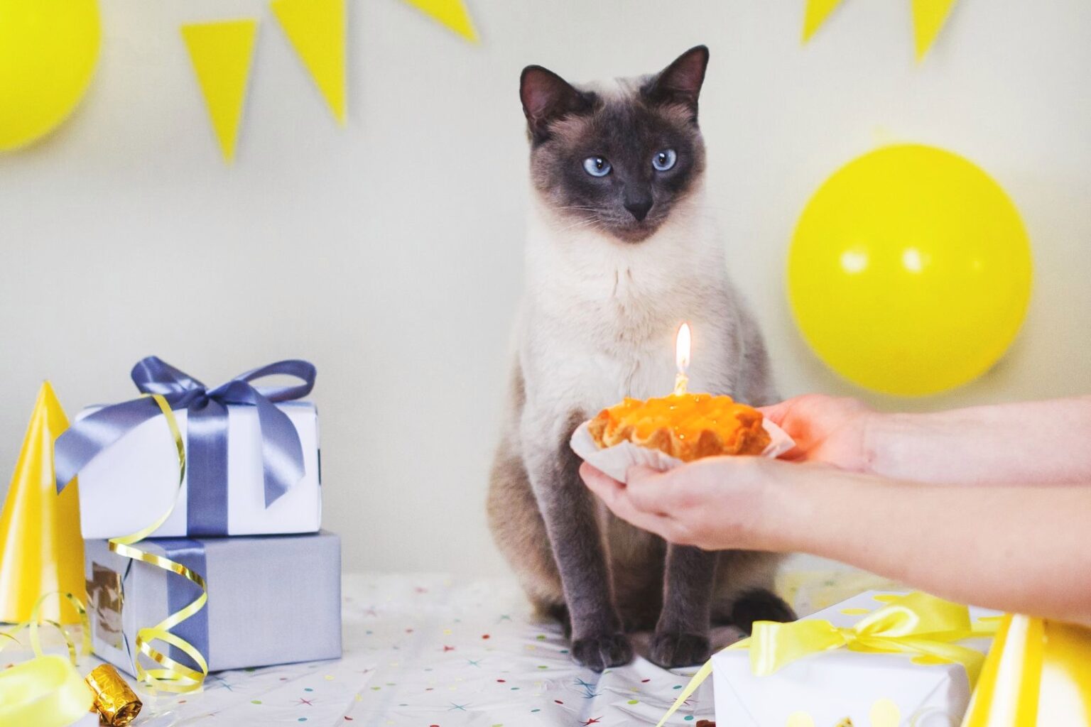 Katzen Kuchen Für Katzen