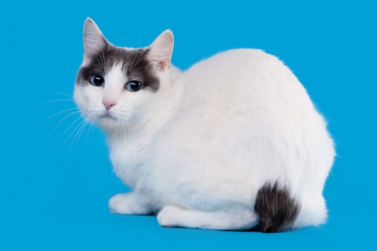 Zooplus Magazin | Japanese Bobtail: Aussehen & Charakter