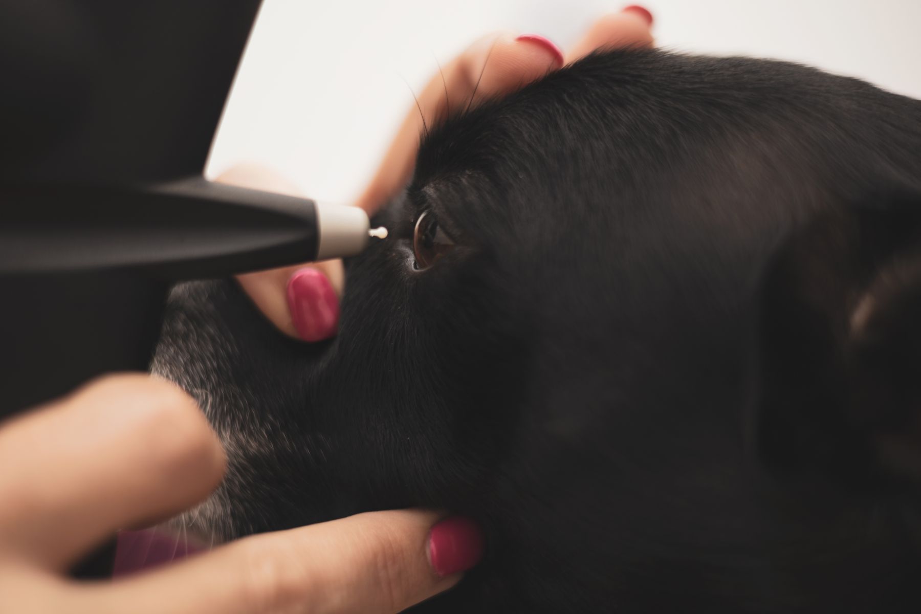 Glaukom beim Hund Untersuchung mit Tonometer