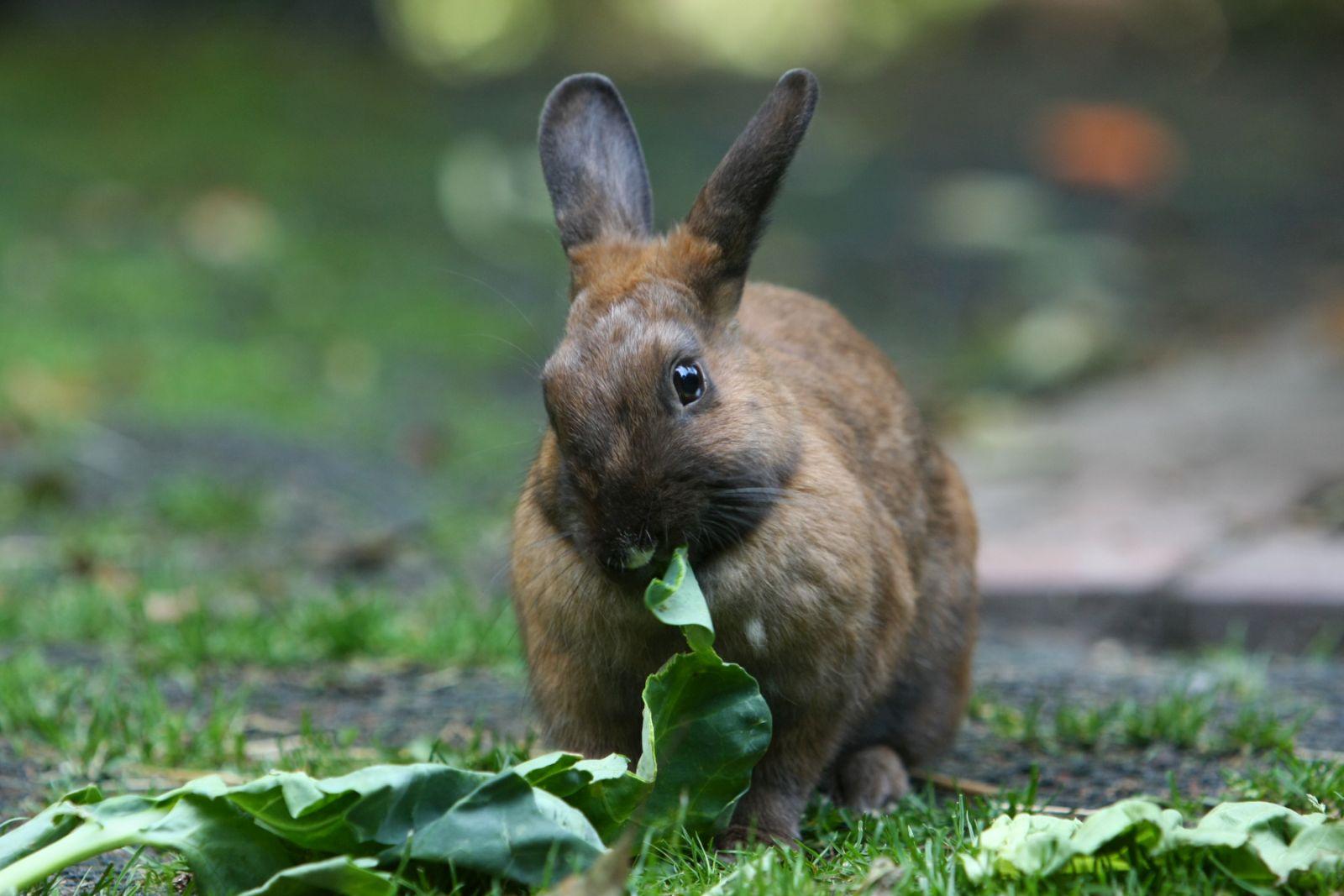 Thüringer Kaninchen im Rasseporträt | zooplus Magazine