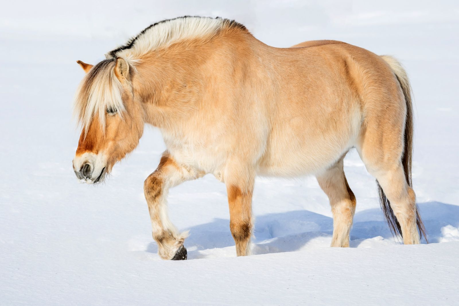 Norwegisches Fjordpferd im Rasseporträt | zooplus Magazine