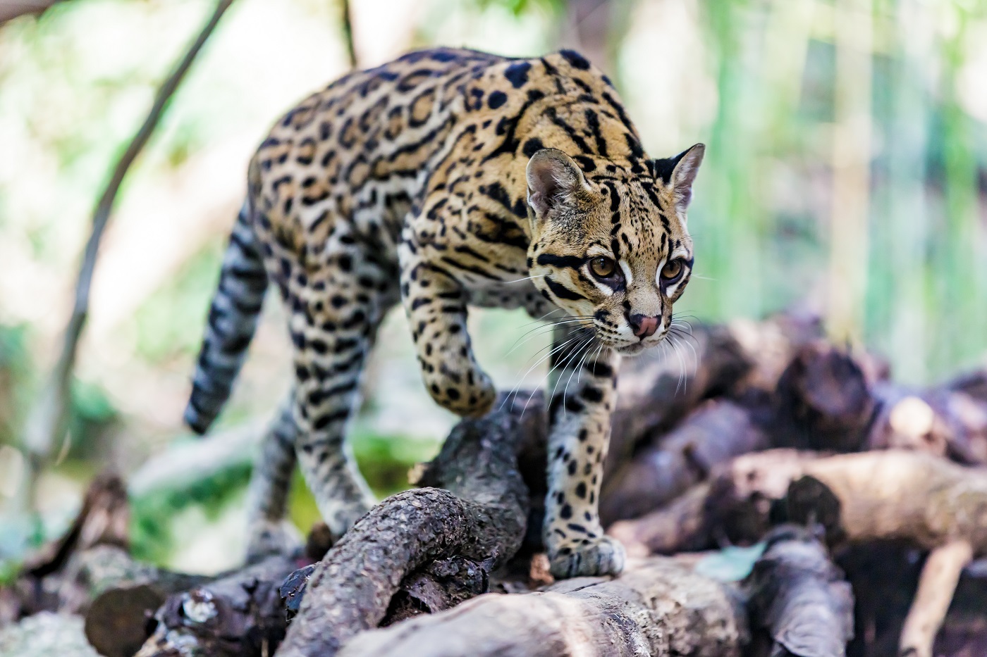 Ozelot: Aussehen, Verhalten, Herkunft - Wildkatze