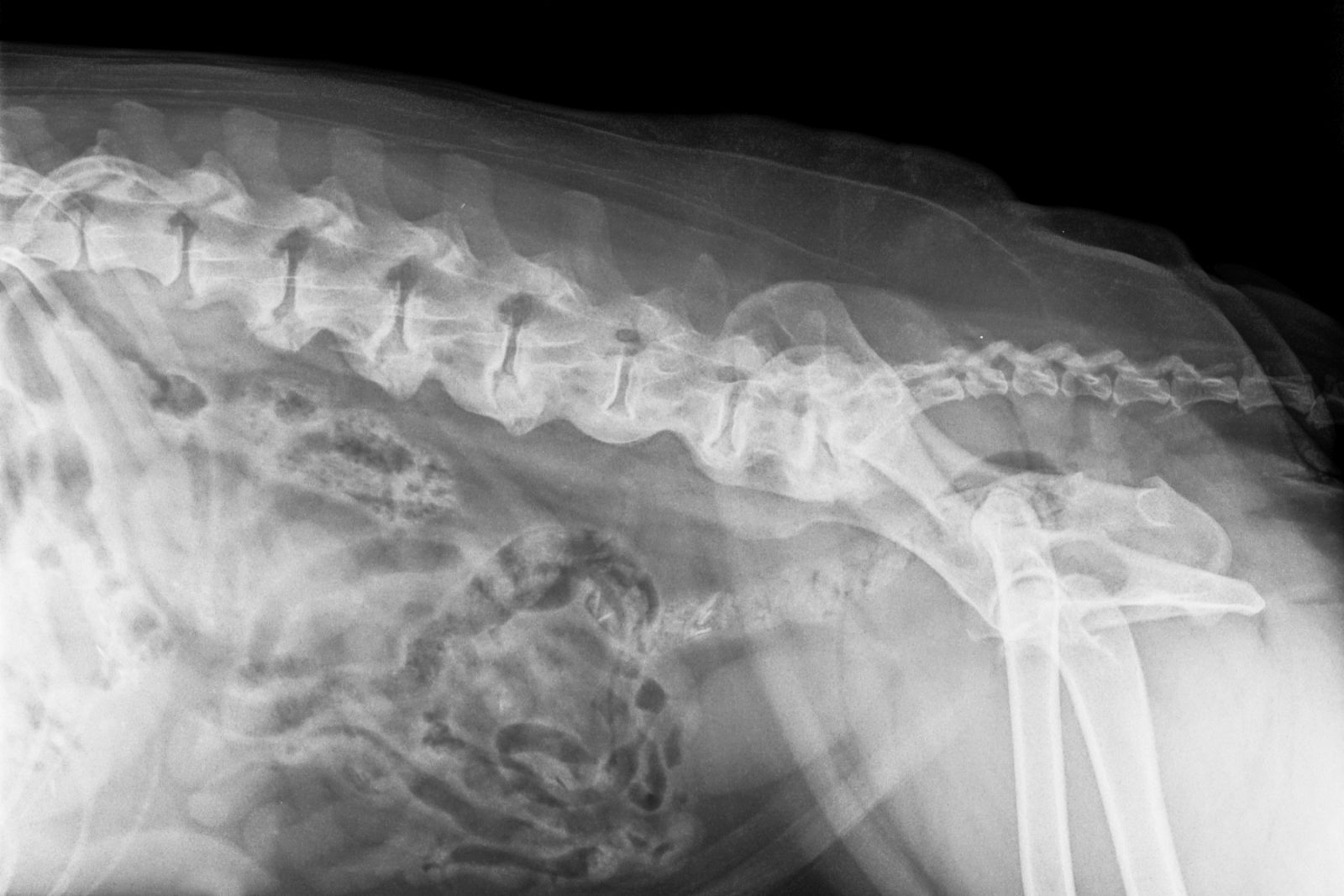 Röntegenaufnahme Spondylose beim Hund