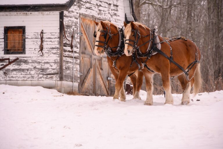 Clydesdale Im Rasseportrait | Zooplus Magazin