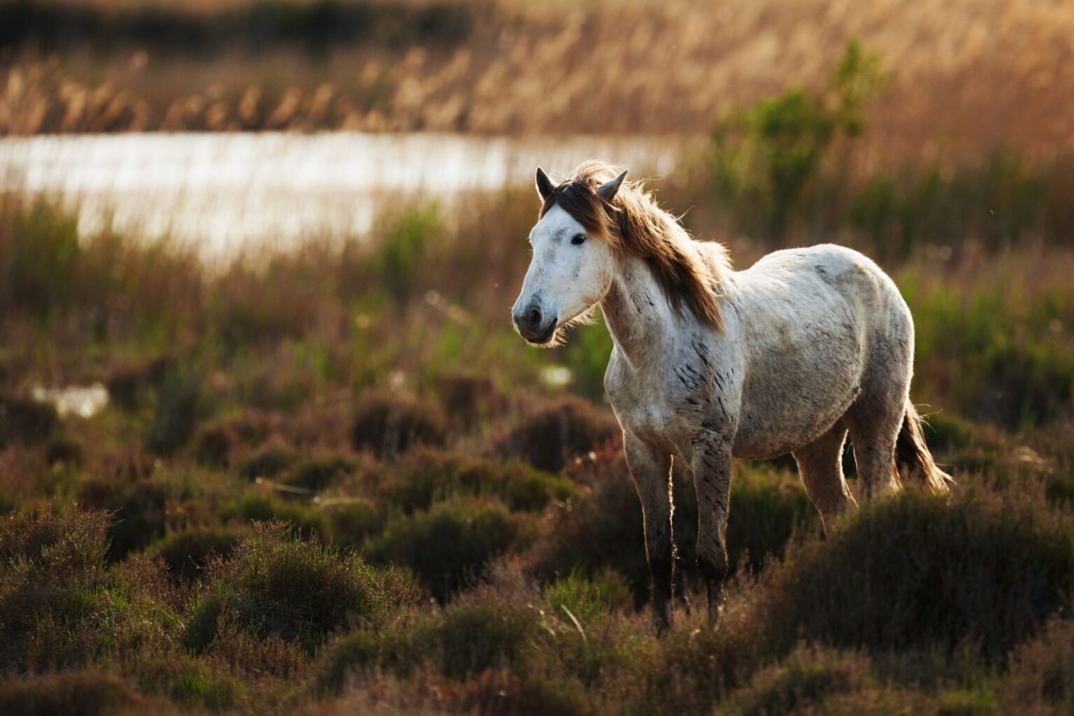 Camargue Pferd Im Rasseporträt | Zooplus Magazin