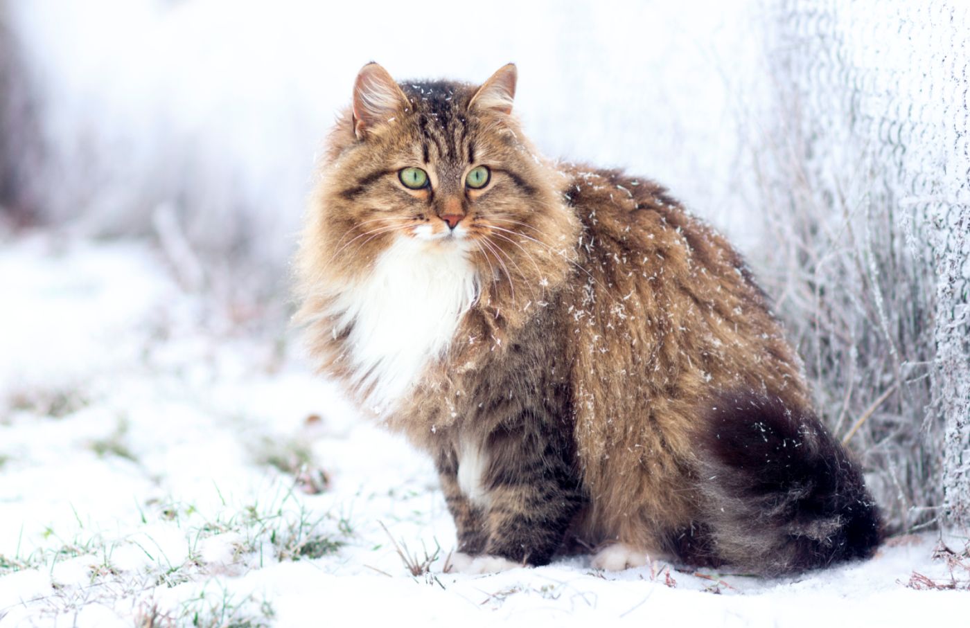 Katzen für Allergiker Sibirische Katze