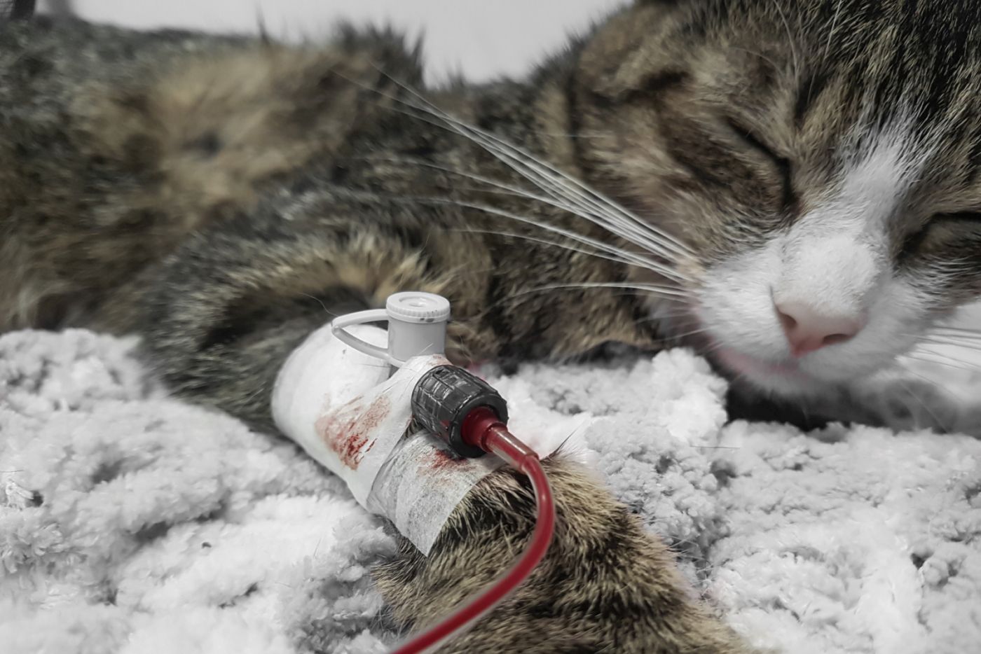 Bluttransfusion bei Anämie der Katze