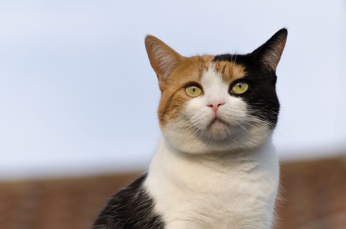 Tricolor Glückkatze