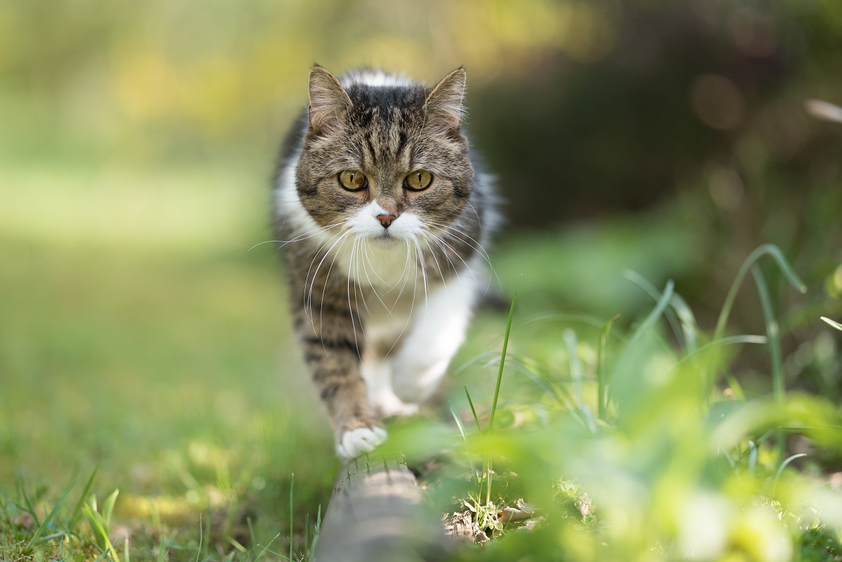 Schnurrharre helfen Katzen bei der Orientierung