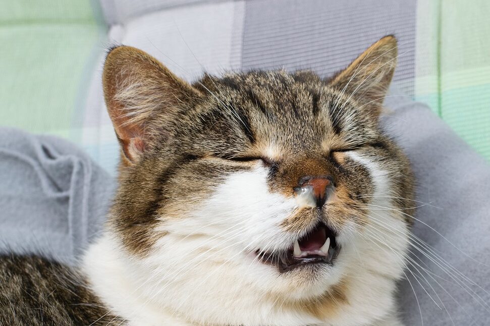 Katze mit trockener Nase und Nasenausfluss