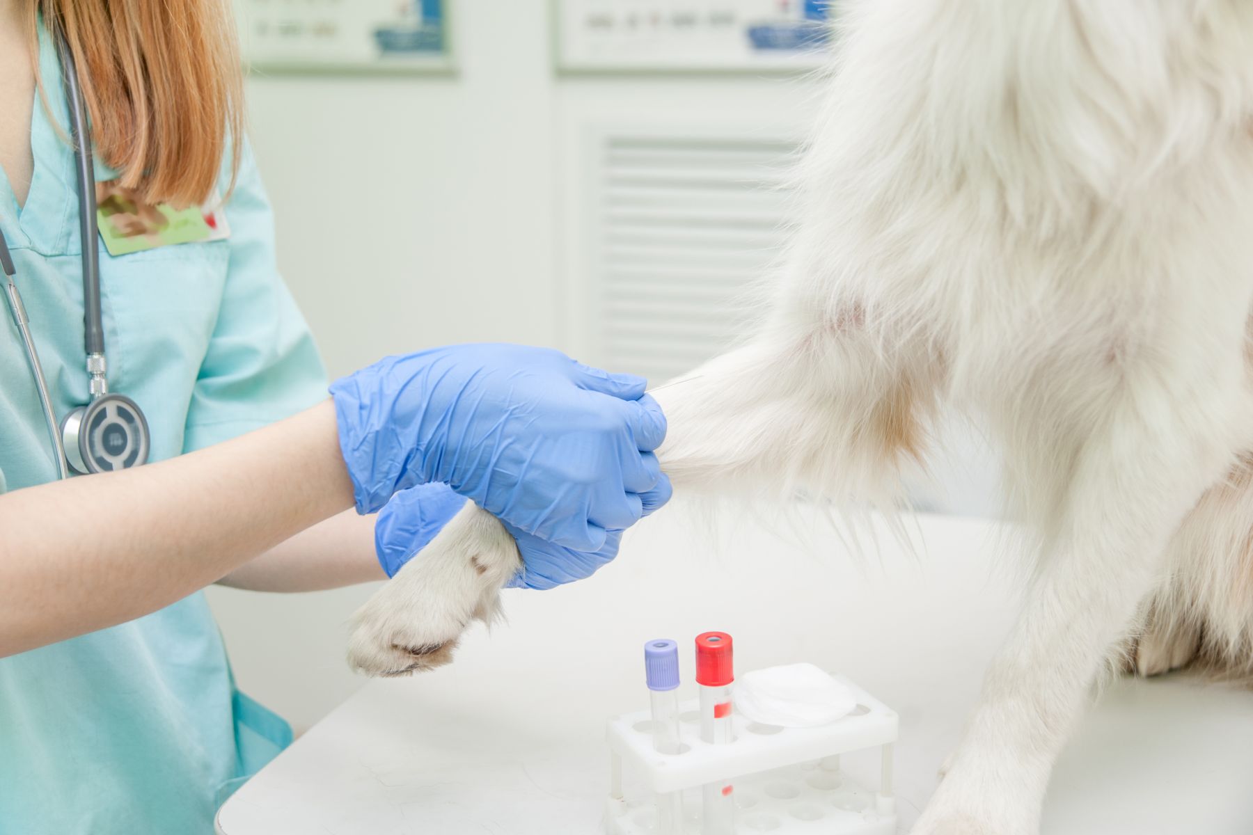 Pankreasinsuffizienz beim Hund Blutuntersuchung