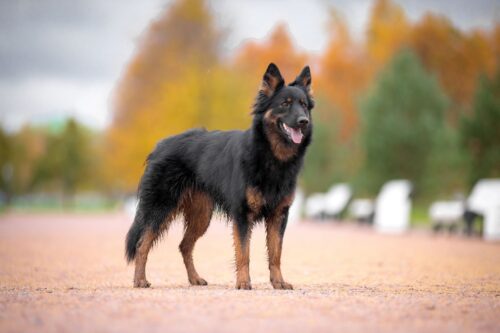 Böhmischer Schäferhund (Chodsky pes) | Wesen, Haltung, Zucht