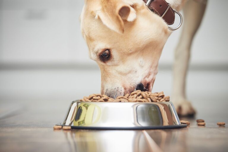 Pankreasinsuffizienz beim Hund