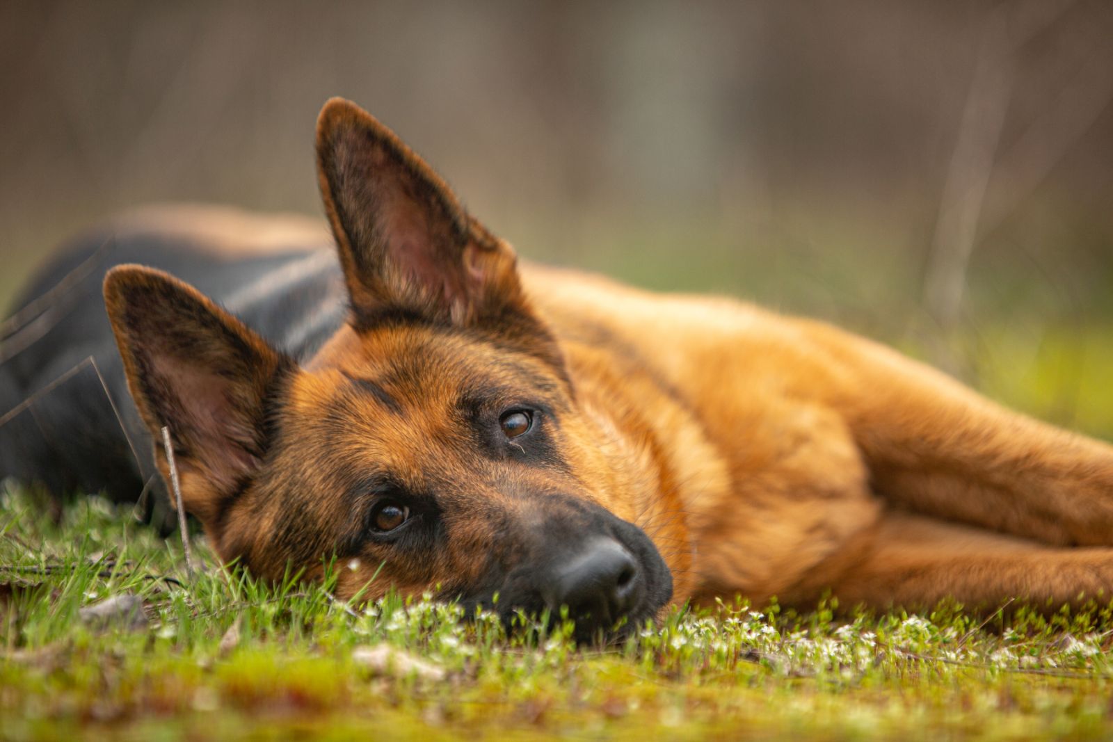 Pankreasinsuffizienz bei Deutschem Schäferhund