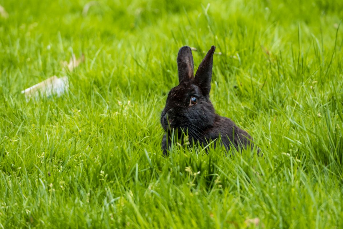 Alaska Kaninchen: Aussehen, Wesen, Haltung & Steckbrief