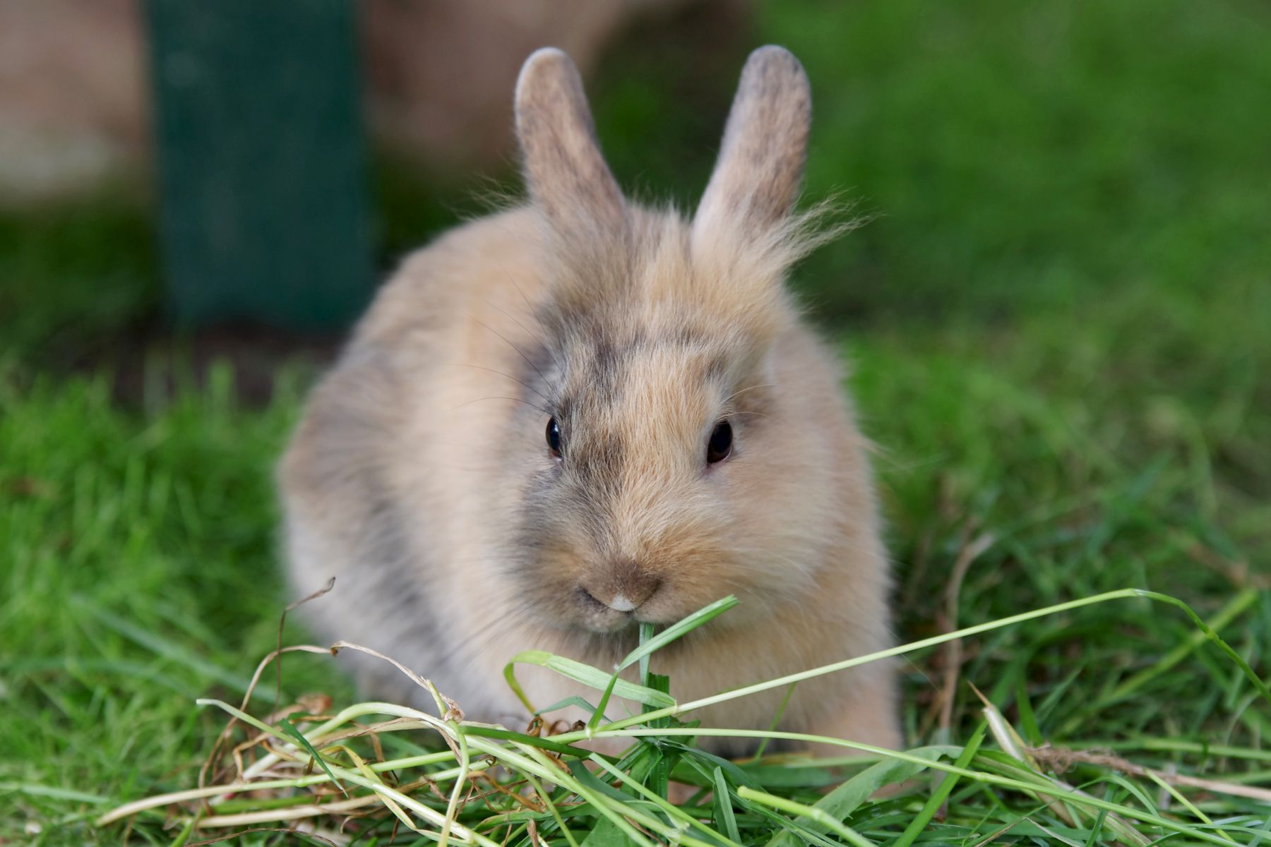Japaner Kaninchen Aussehen