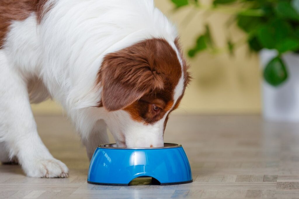 Futterumstellung gegen Sodbrennen beim Hund