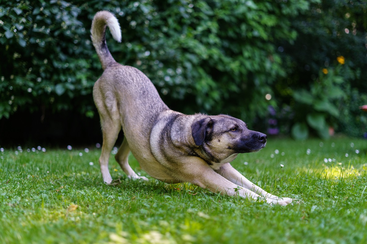 Gebetsstellung beim Hund: Tierärztin erklärt Bedeutung & Ursache