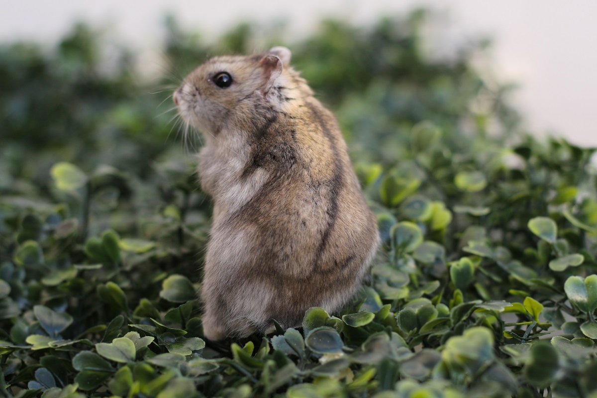 Chinesischer Streifenhamster: Wesen, Haltung & Steckbrief