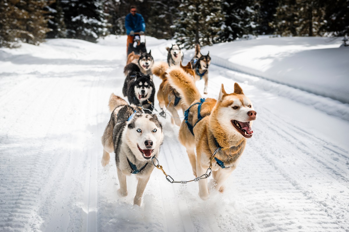 Sind Schlittenhunde glücklich?