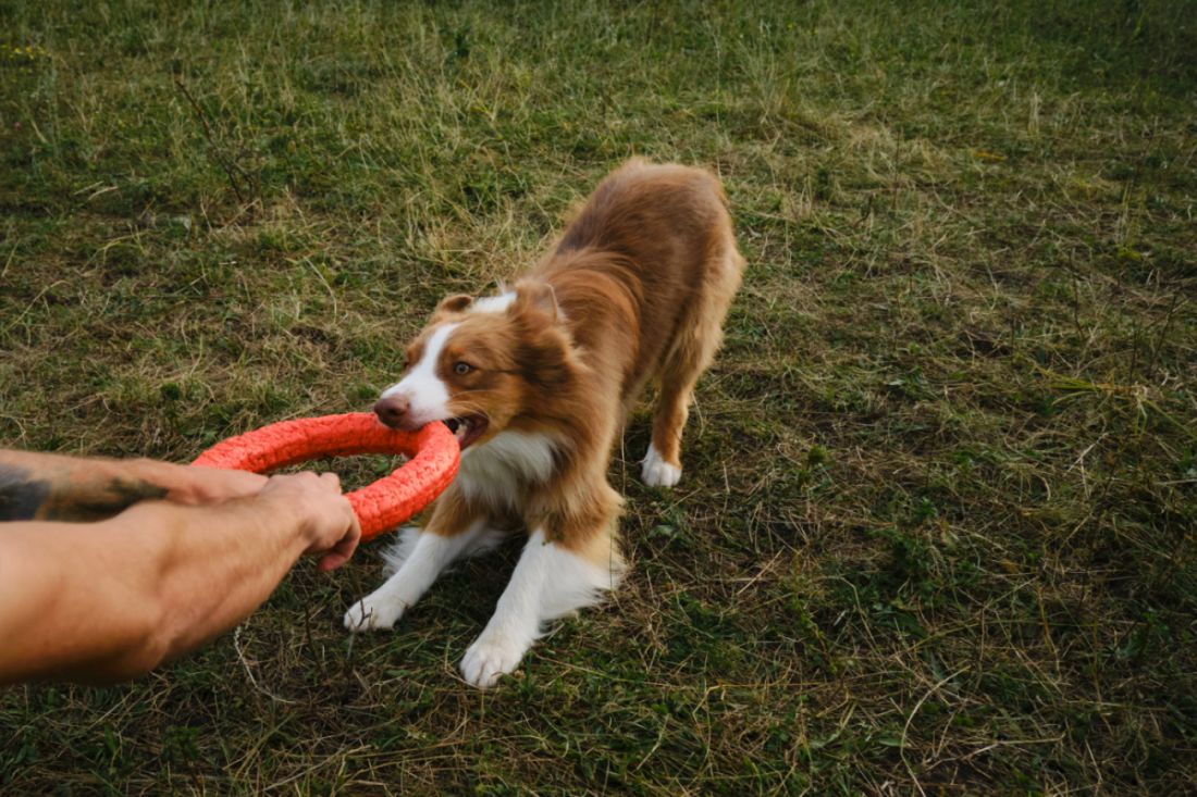 Hund zeigt Kieferkraft