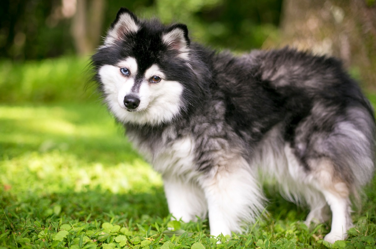 Alaskan Klee Kai: Aussehen, Wesen, Haltung, Steckbrief | Hund