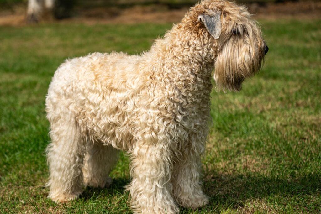 Irish Soft Coated Wheaten Terrier